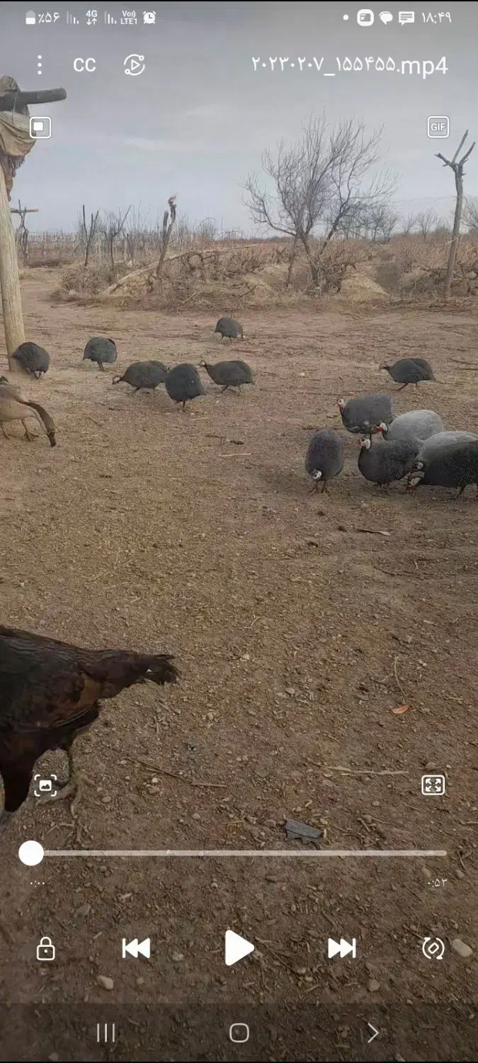 مرغ مروارید|حیوانات مزرعه|اسفرورین, |دیوار