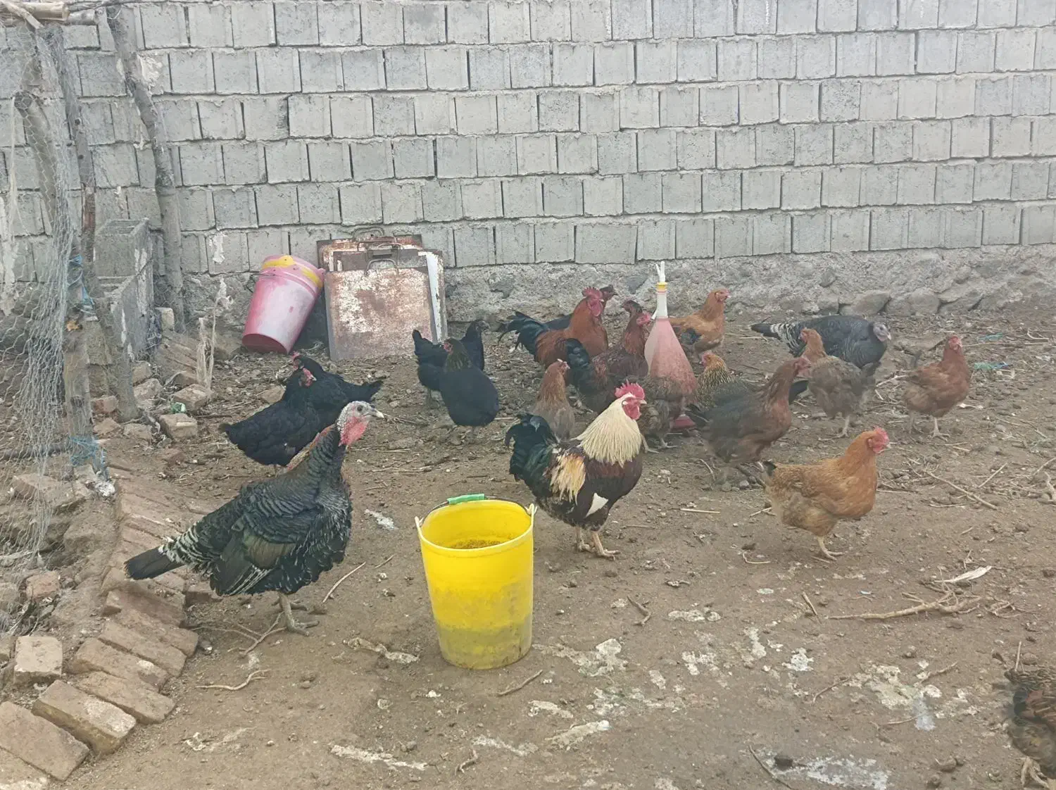 مرغ تخم گذار سالم|حیوانات مزرعه|مشگین شهر, |دیوار