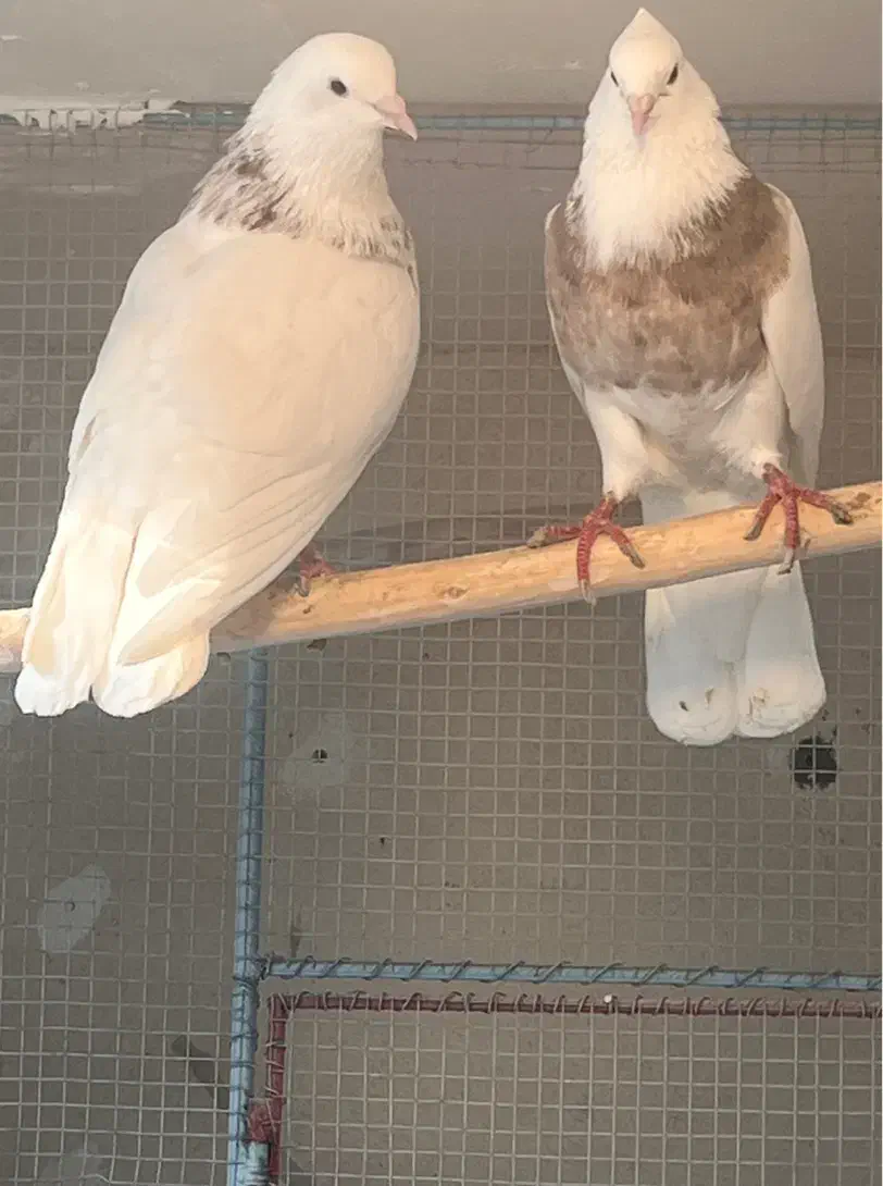 جفت طوقی|پرنده|آذرشهر, |دیوار