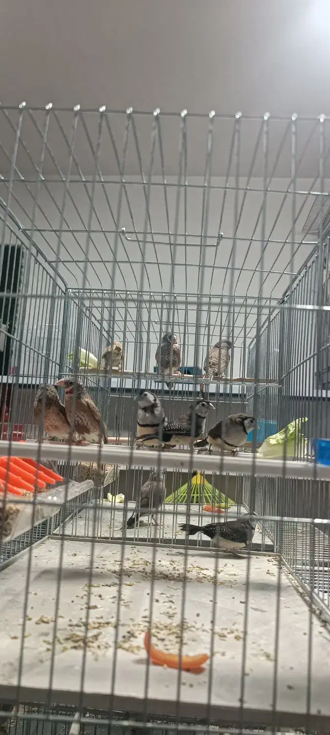 فنچ جغدی و گلو بریده و کراواتی|پرنده|ماکو, |دیوار