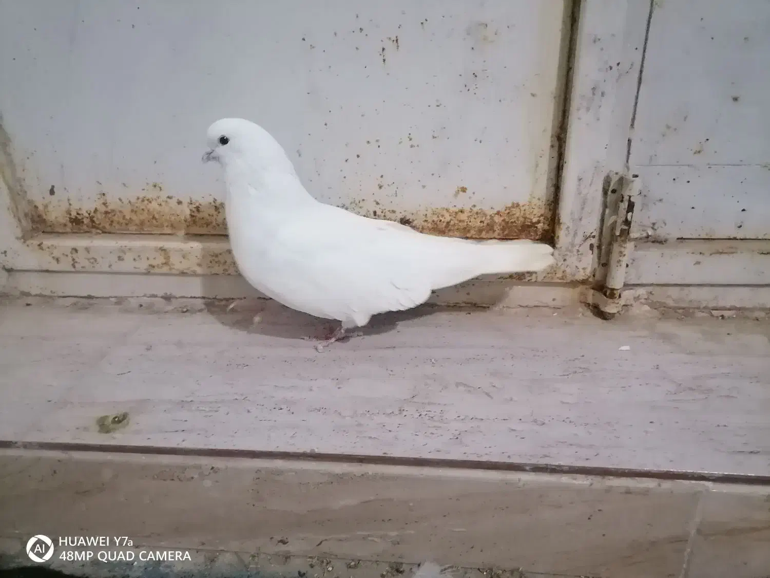 فروش.کبوتر|پرنده|گل تپه, |دیوار