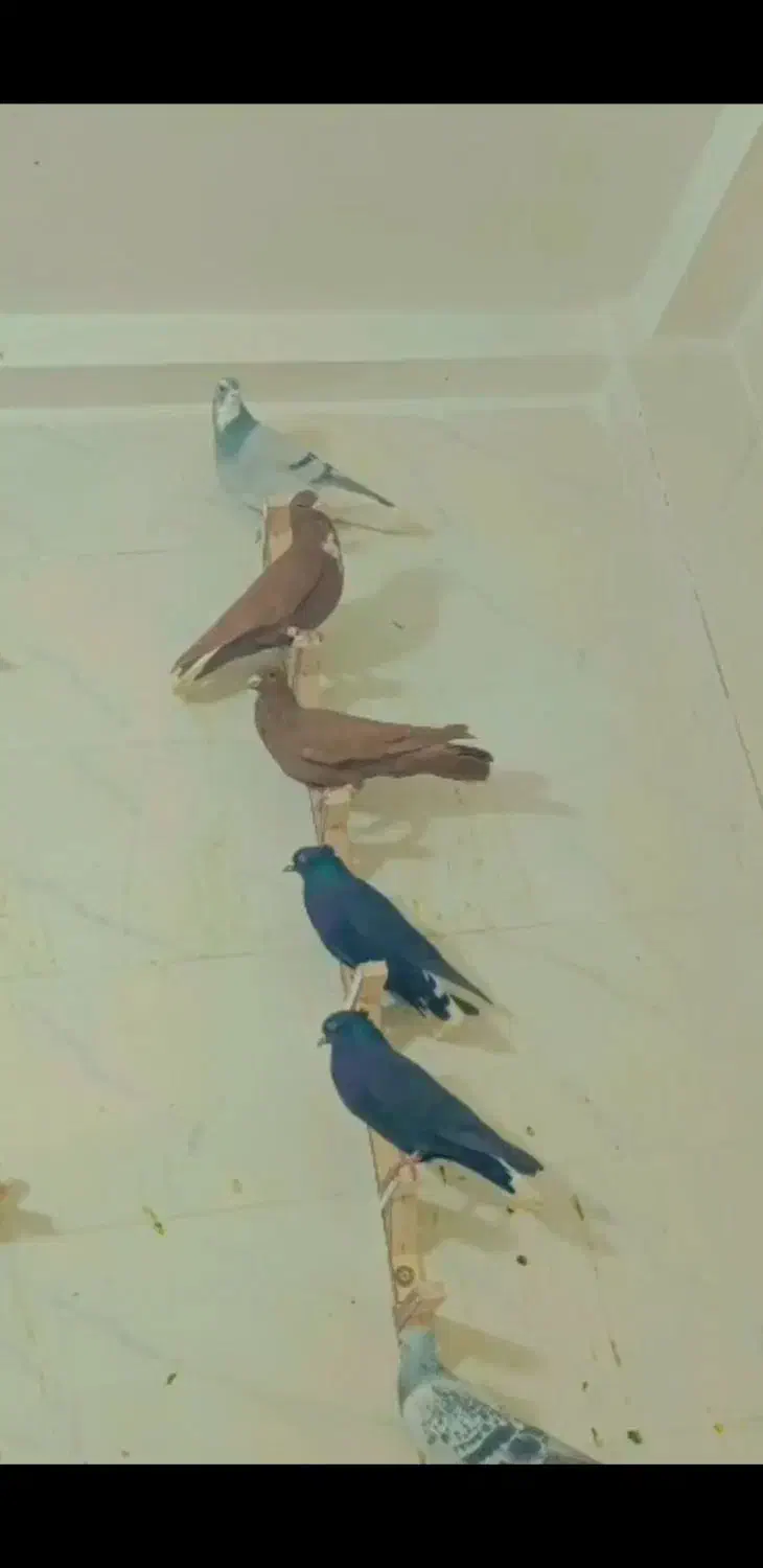 گلی رسمی دم سفید عتیغه|پرنده|مشهد, کوشش|دیوار