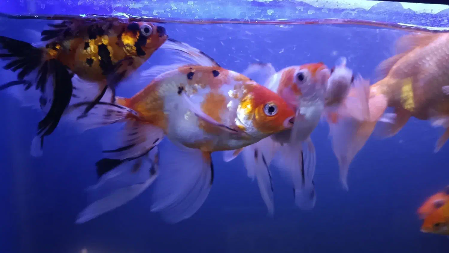 اکواروم بزرگ|ماهی|تبریز, |دیوار