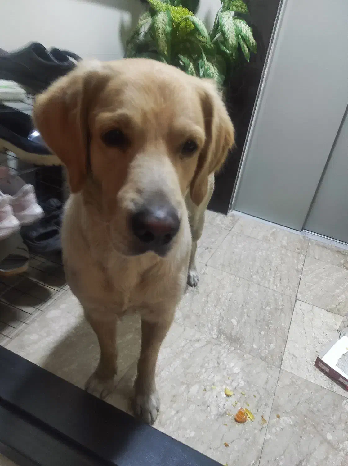 سگ لابرادور رتریور نر واگذار میشود|سگ|تهران, کوی بیمه|دیوار