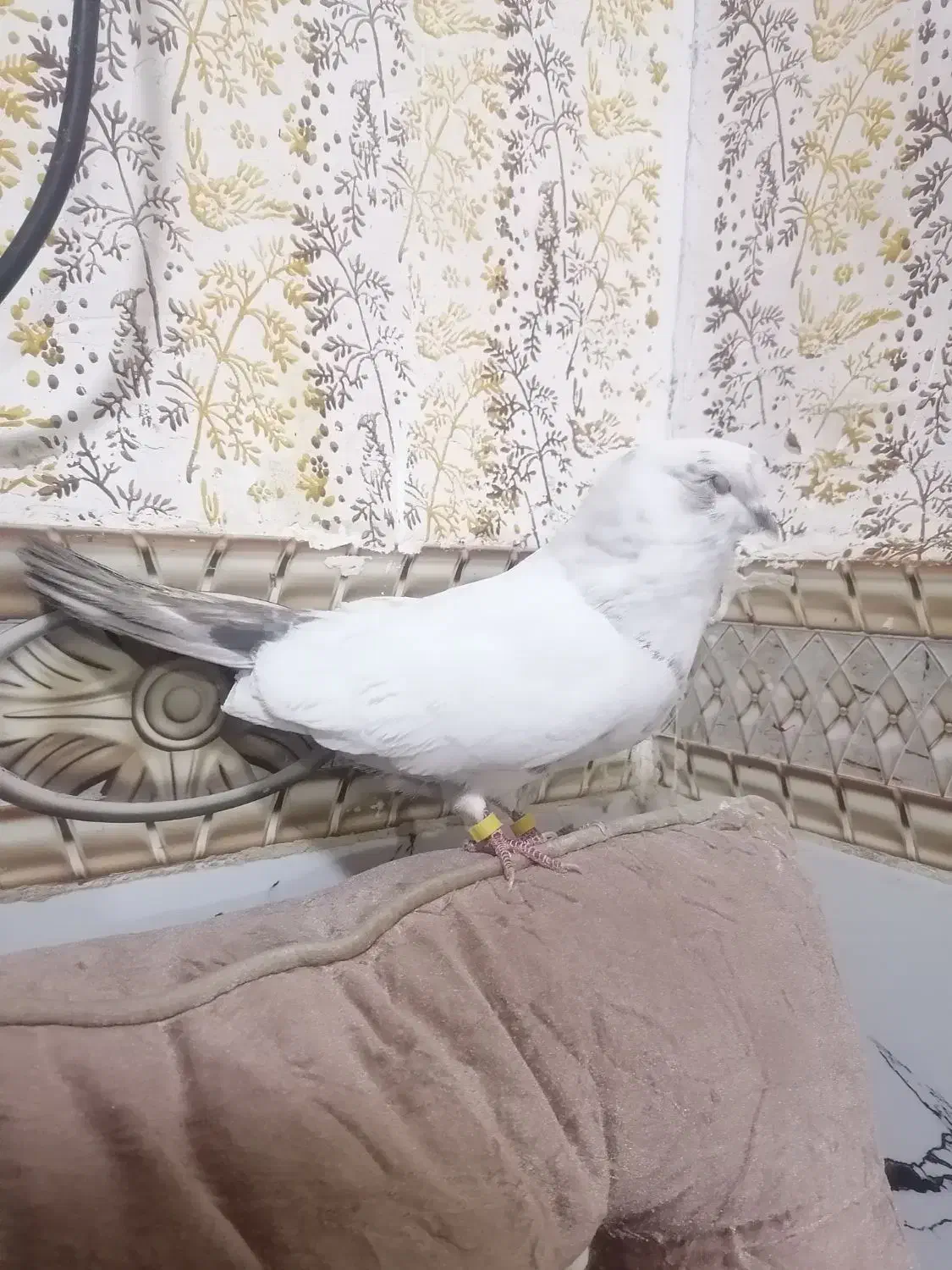 کفتر پرنده|پرنده|بم, |دیوار