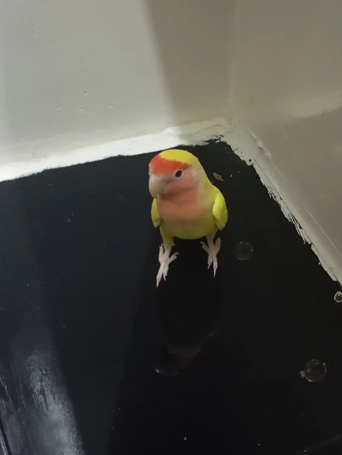 طوطی برزیلی|پرنده|شیراز, شهرک امام حسن|دیوار