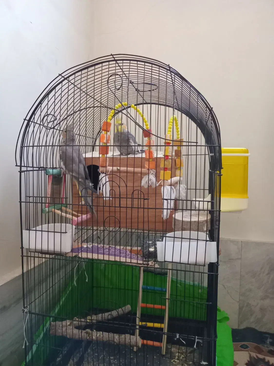 عروس هلندی|پرنده|نسیمشهر, |دیوار