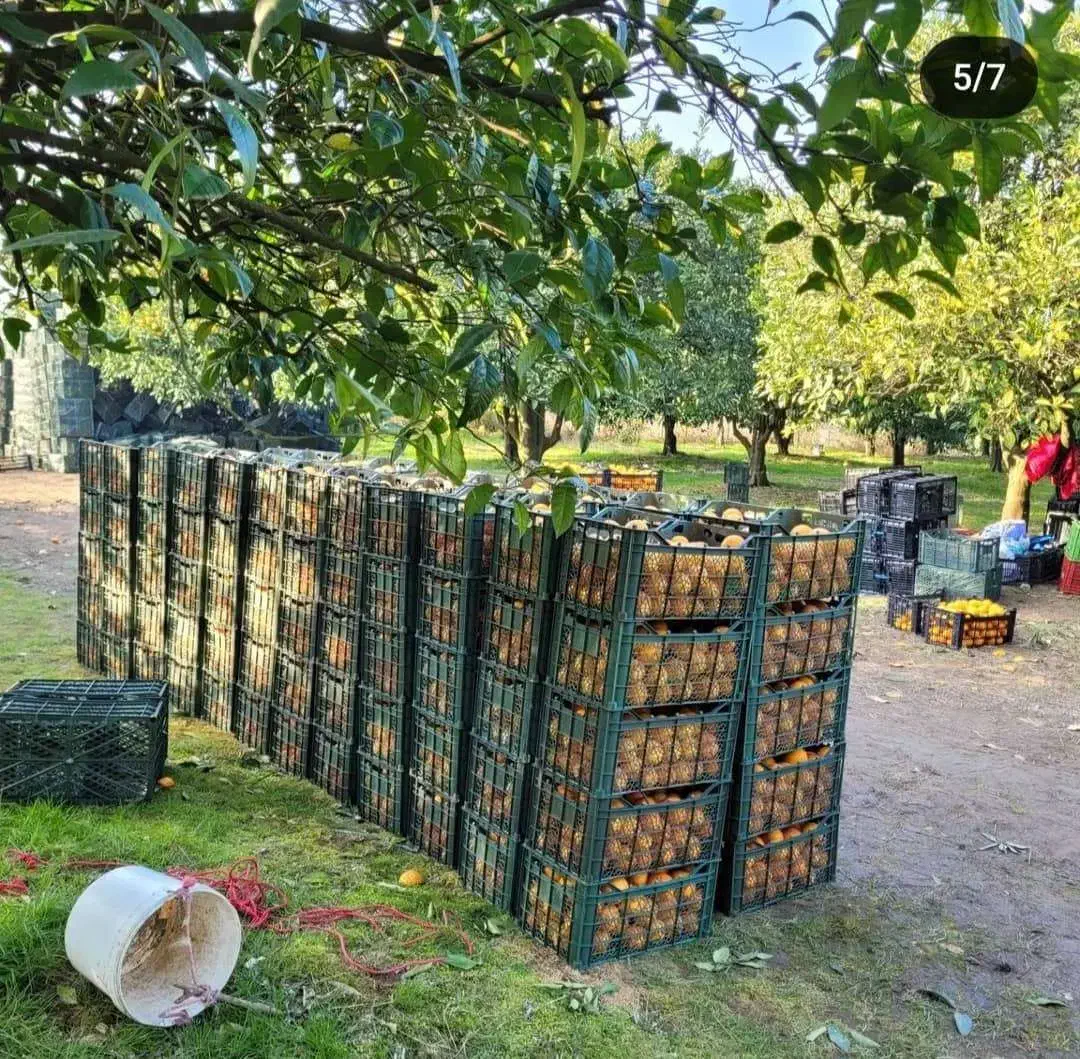 فروش پرتقال خونی|خوردنی و آشامیدنی|هچیرود, |دیوار