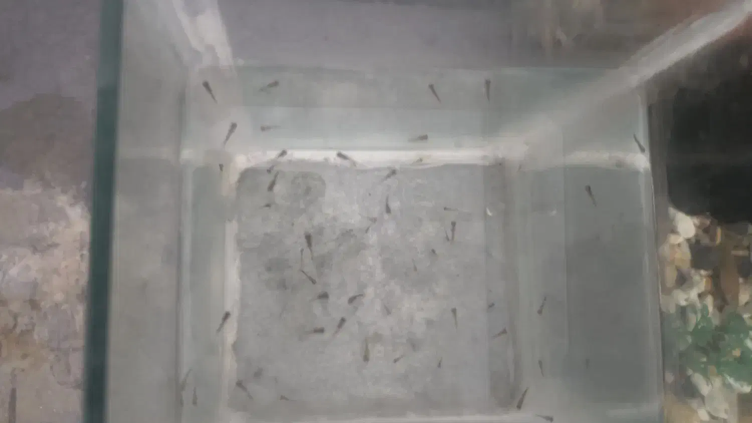 62بچه گوپی|ماهی|سنندج, |دیوار