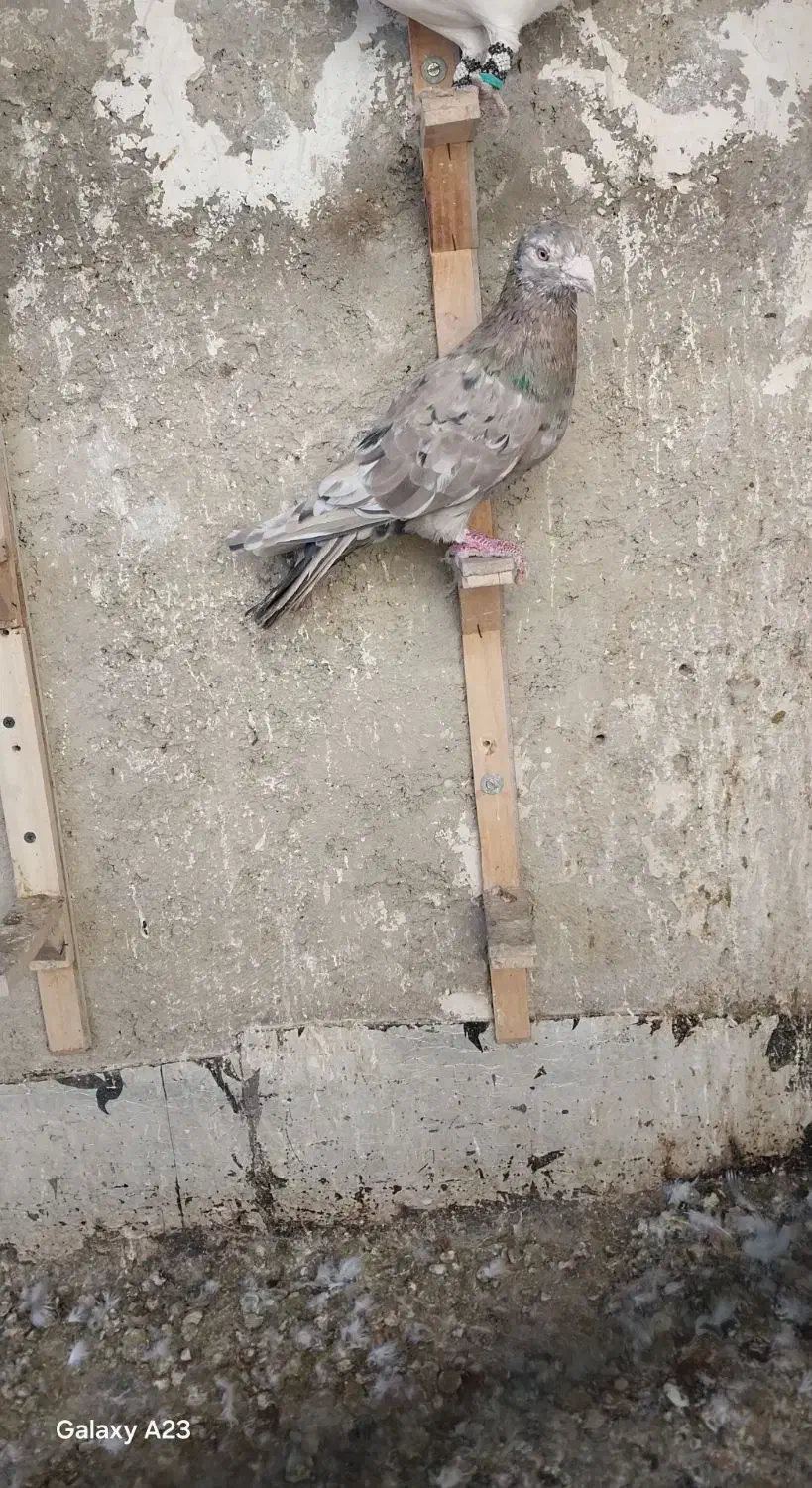 سار شکلاتی نر صید .شیروان|پرنده|شیروان (خراسان), |دیوار