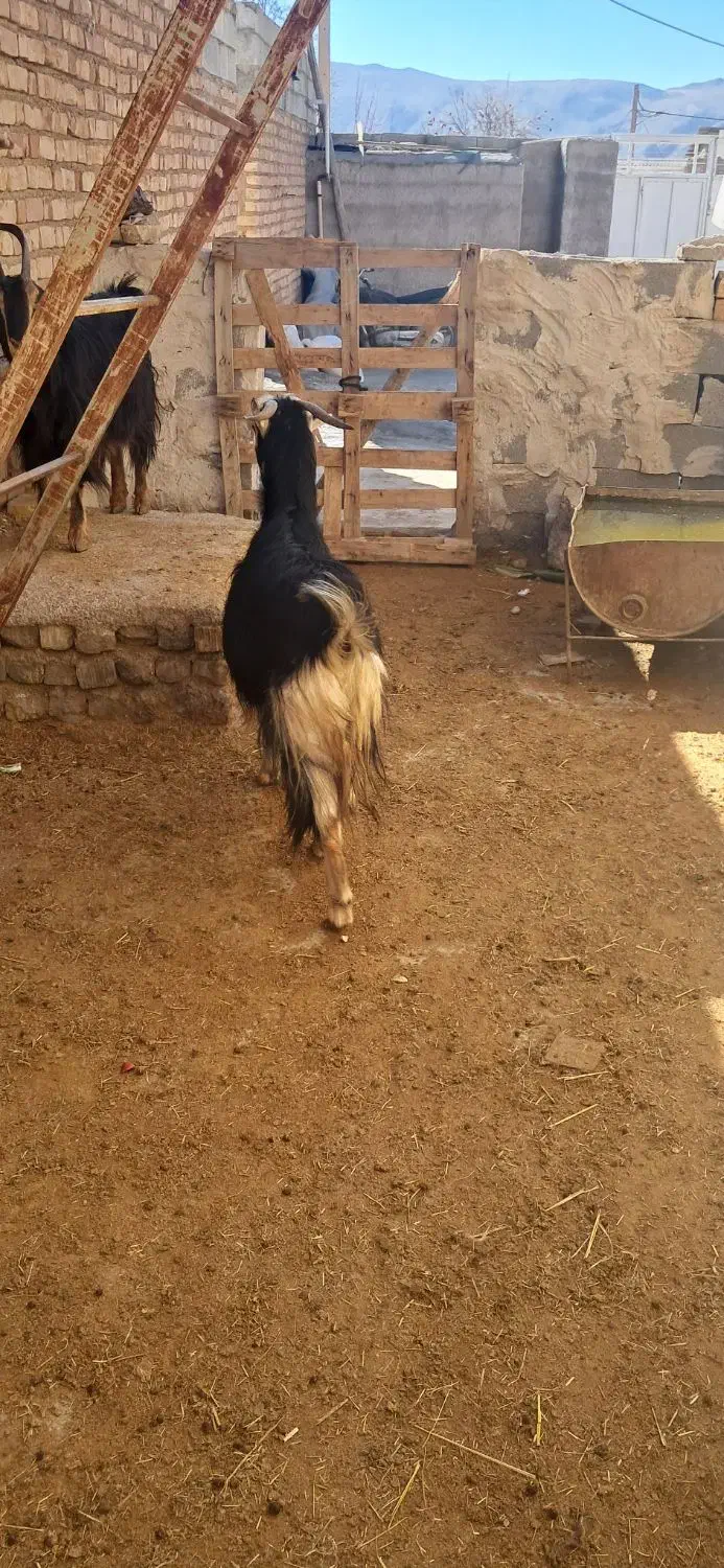 بز جوون|حیوانات مزرعه|مرودشت, نقش رستم|دیوار