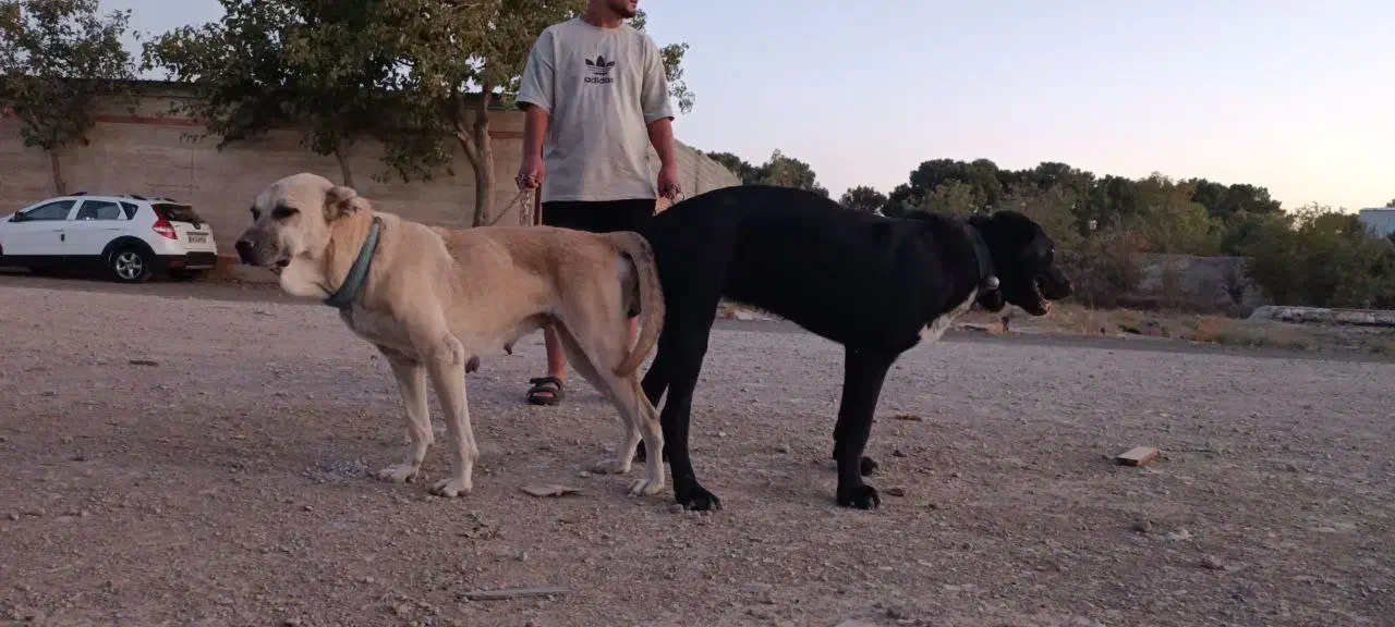 سرابی|سگ|چهاردانگه (تهران), |دیوار