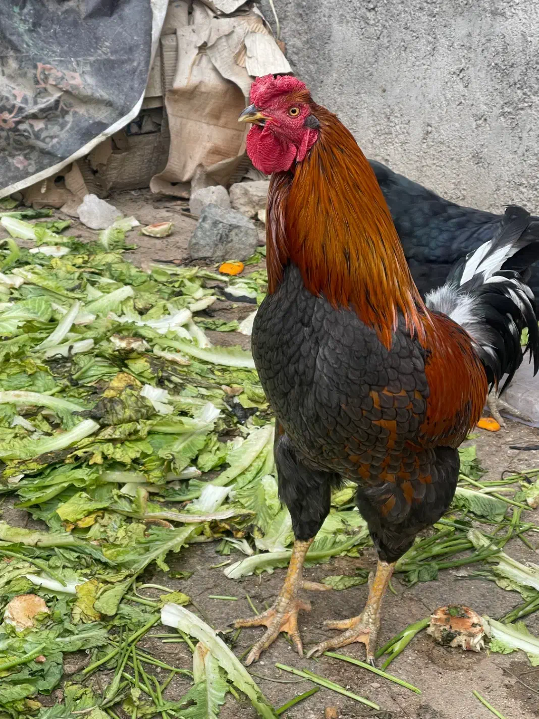 مرغ و خروس|حیوانات مزرعه|مشهد, عامل|دیوار