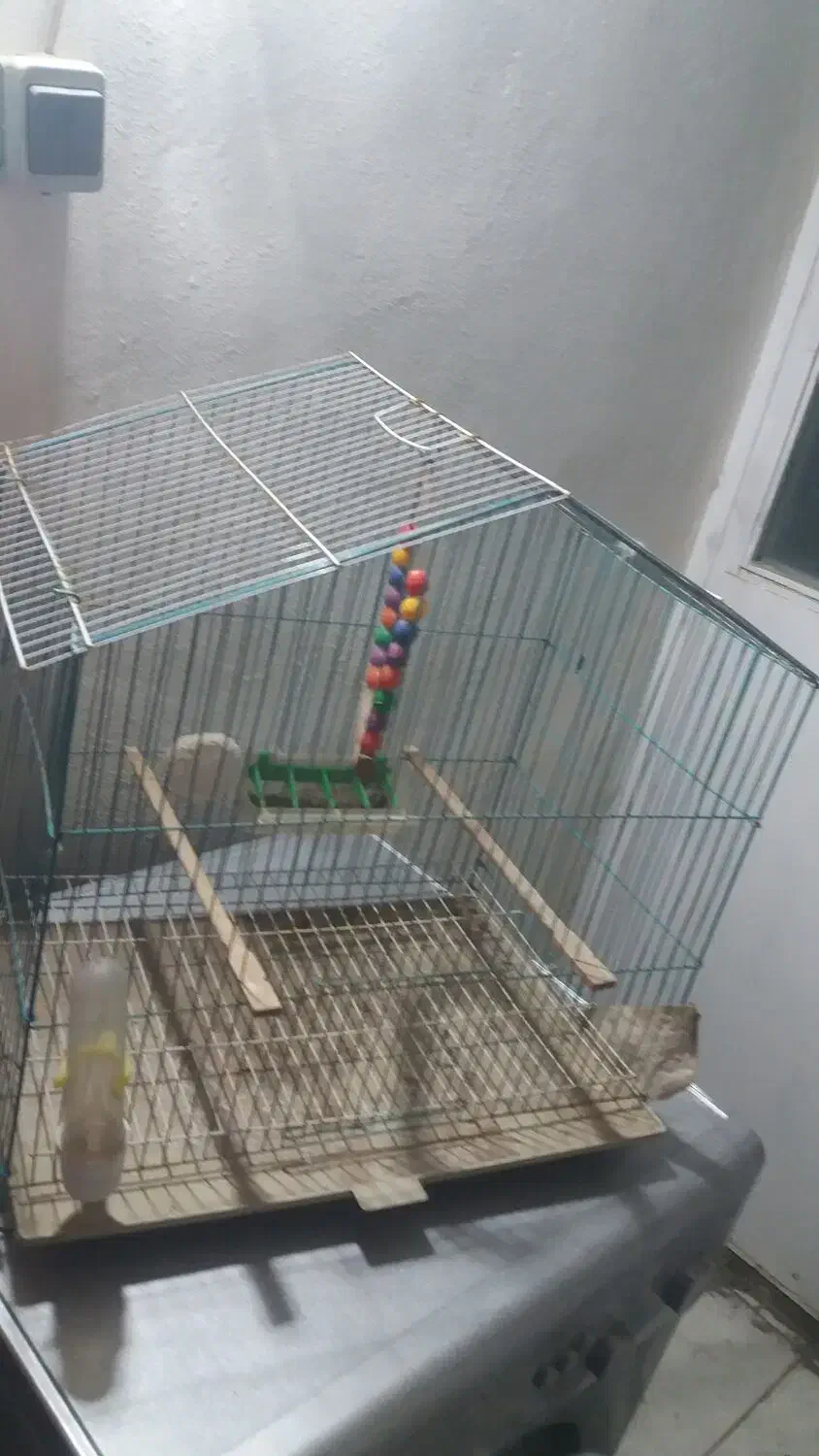 قفس پرنده|لوازم جانبی حیوانات|مشگین شهر, |دیوار
