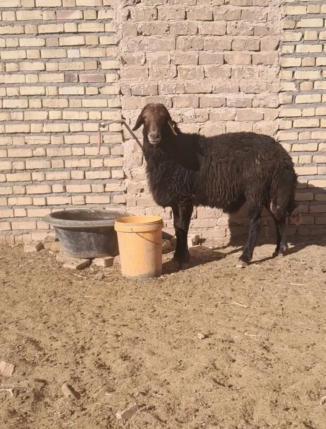 بره قوچ همو با کیفیت|حیوانات مزرعه|تربتحیدریه, مسجد جامع|دیوار