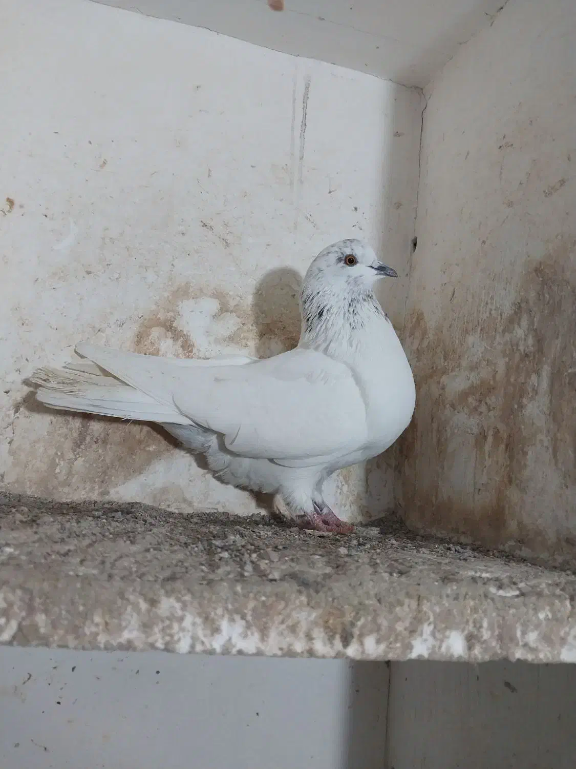 کبوتر پرشی|پرنده|مینودشت, |دیوار