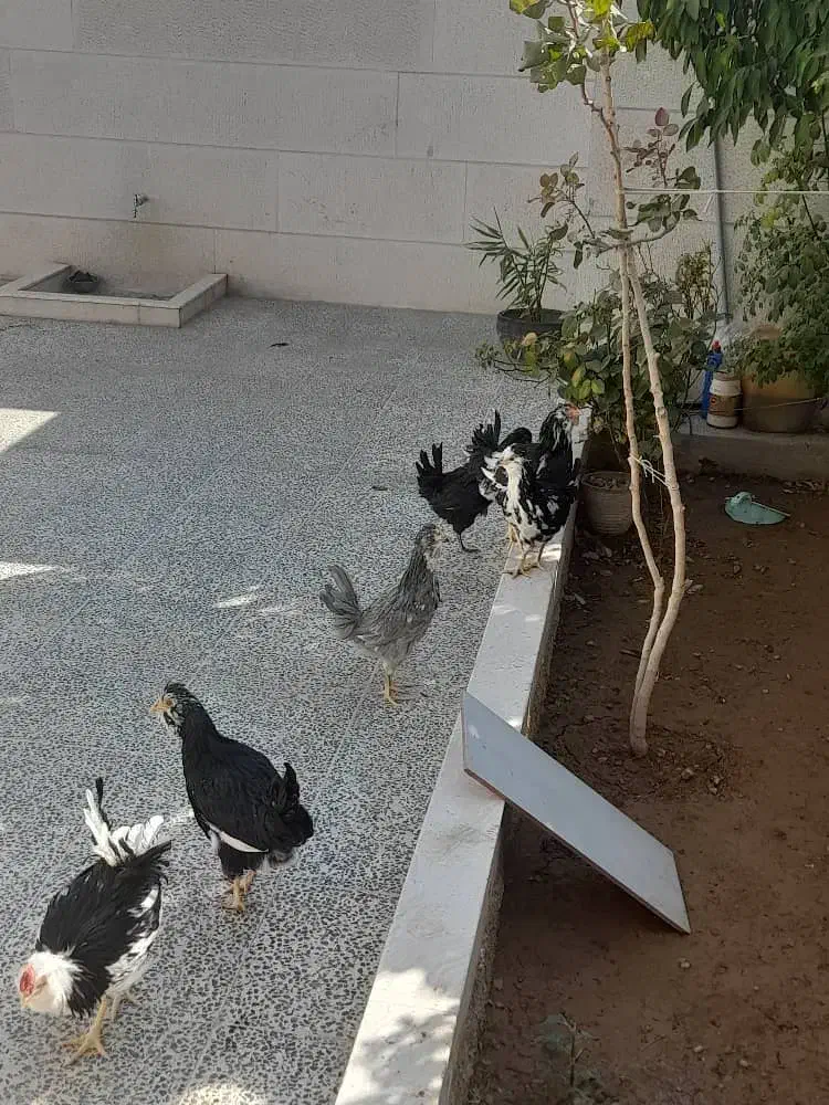 مرغ وخروس گلین لری|حیوانات مزرعه|شیراز, حومه شیراز|دیوار