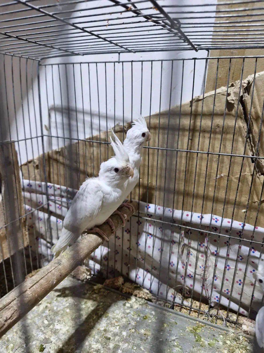 جوجه عروس|پرنده|اهواز, کوی مهدیس|دیوار