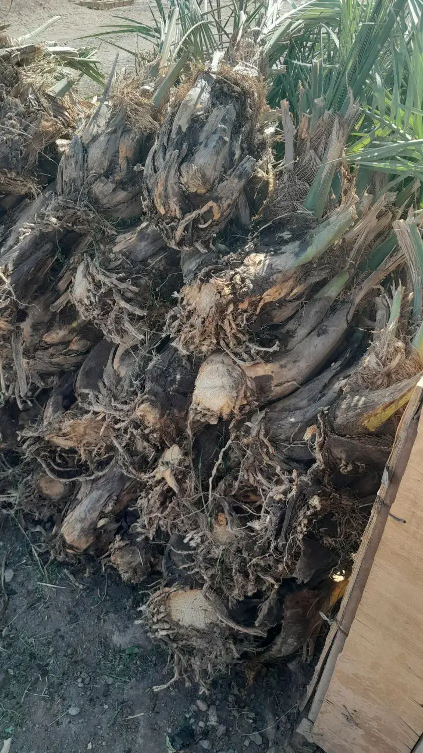 فروش پاجوش(جنگ درخت)|گل و گیاه طبیعی|بم, |دیوار