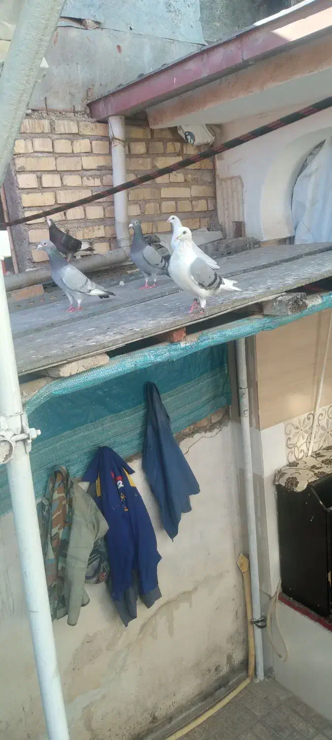 کبوتر|پرنده|گرگان, |دیوار