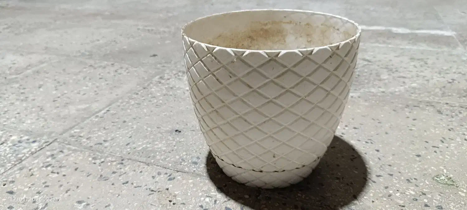 چند عدد گلدان|گل و گیاه طبیعی|تهران, دولتخواه شمالی|دیوار