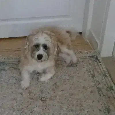 واگذاری سگ|سگ|فردیس, فردیس|دیوار