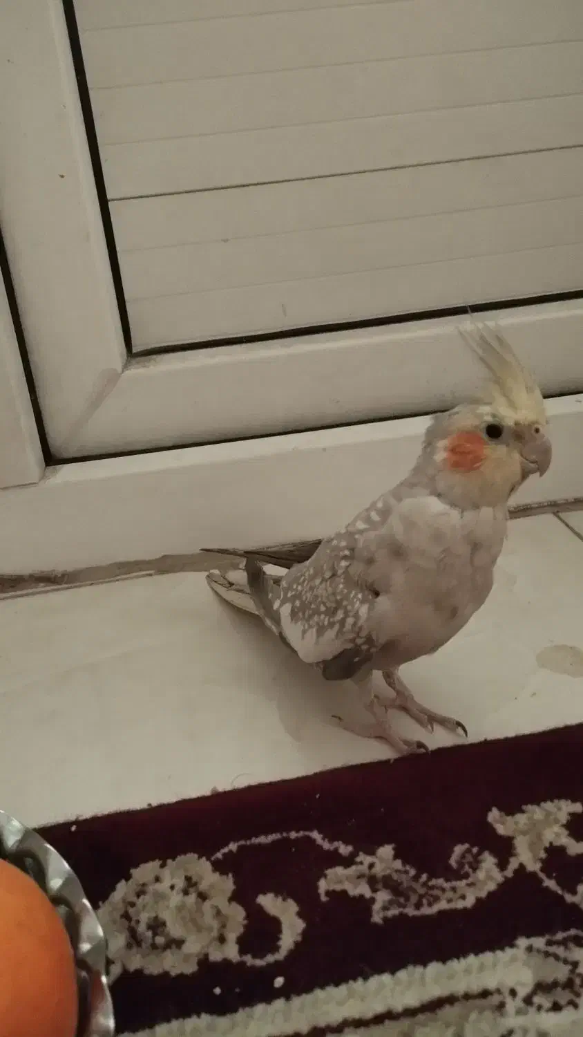 4500000|پرنده|شهر ری, دیلمان|دیوار