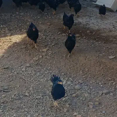 نیمچه بارنولدر|حیوانات مزرعه|برزک, |دیوار