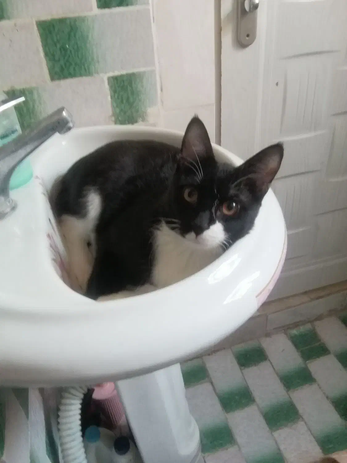 گربه تاکسیدو|گربه|سبزوار, هویزه|دیوار