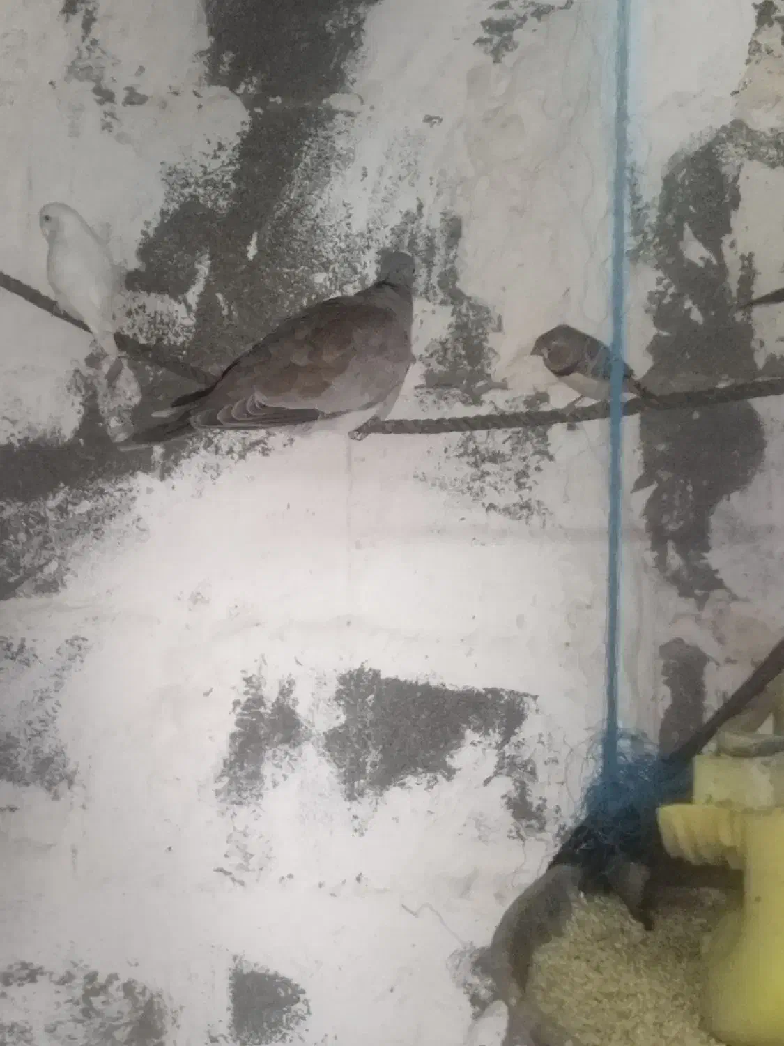 کبوتر زینتی|پرنده|بندر دیر, |دیوار