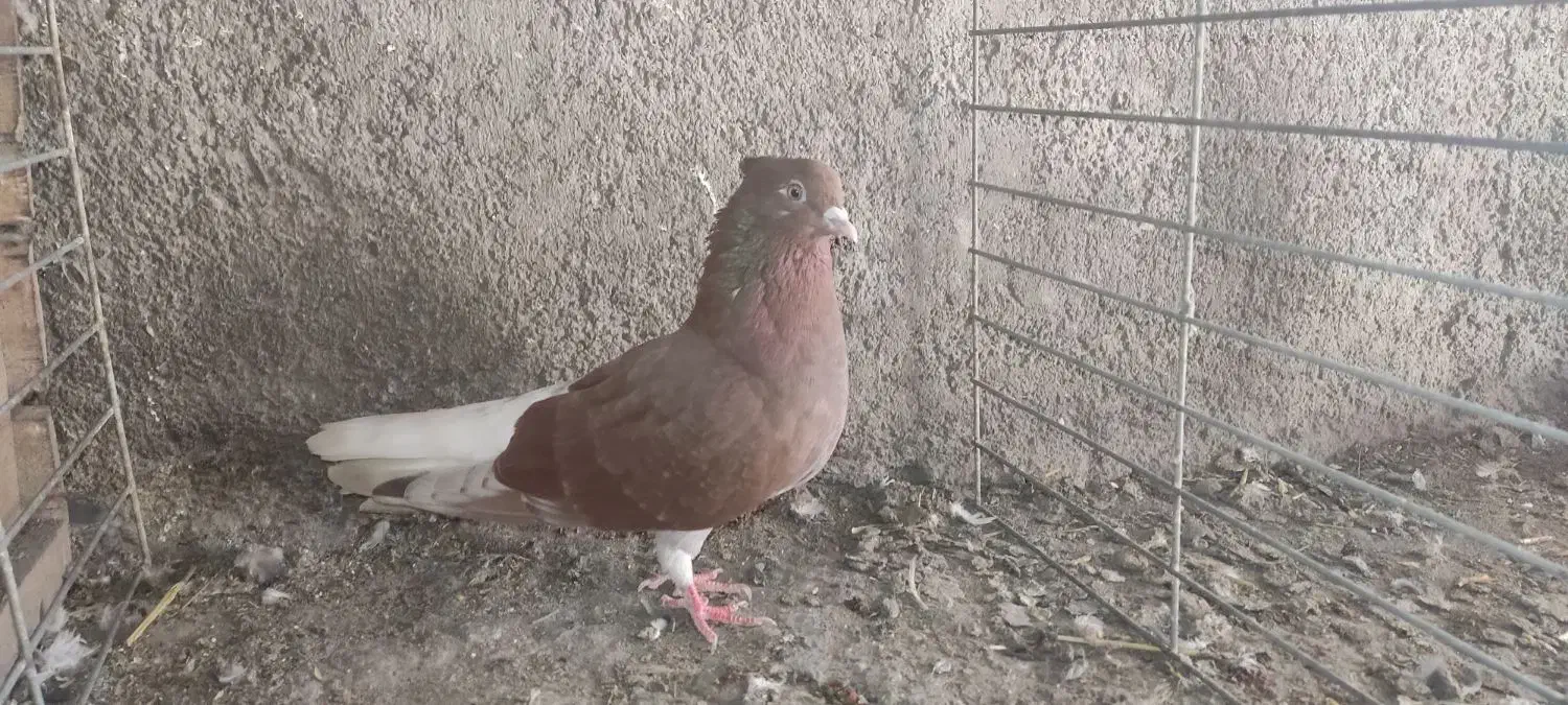 سرخ دمسفید|پرنده|علی‌آباد کتول, |دیوار