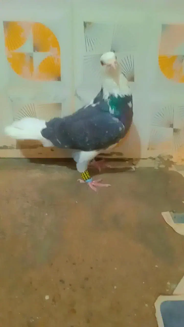 کبوتر ابلغ دم سفید|پرنده|صادق آباد, |دیوار