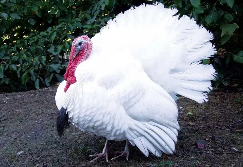 بوقلمون ارگانیک|حیوانات مزرعه|فرح آباد, |دیوار