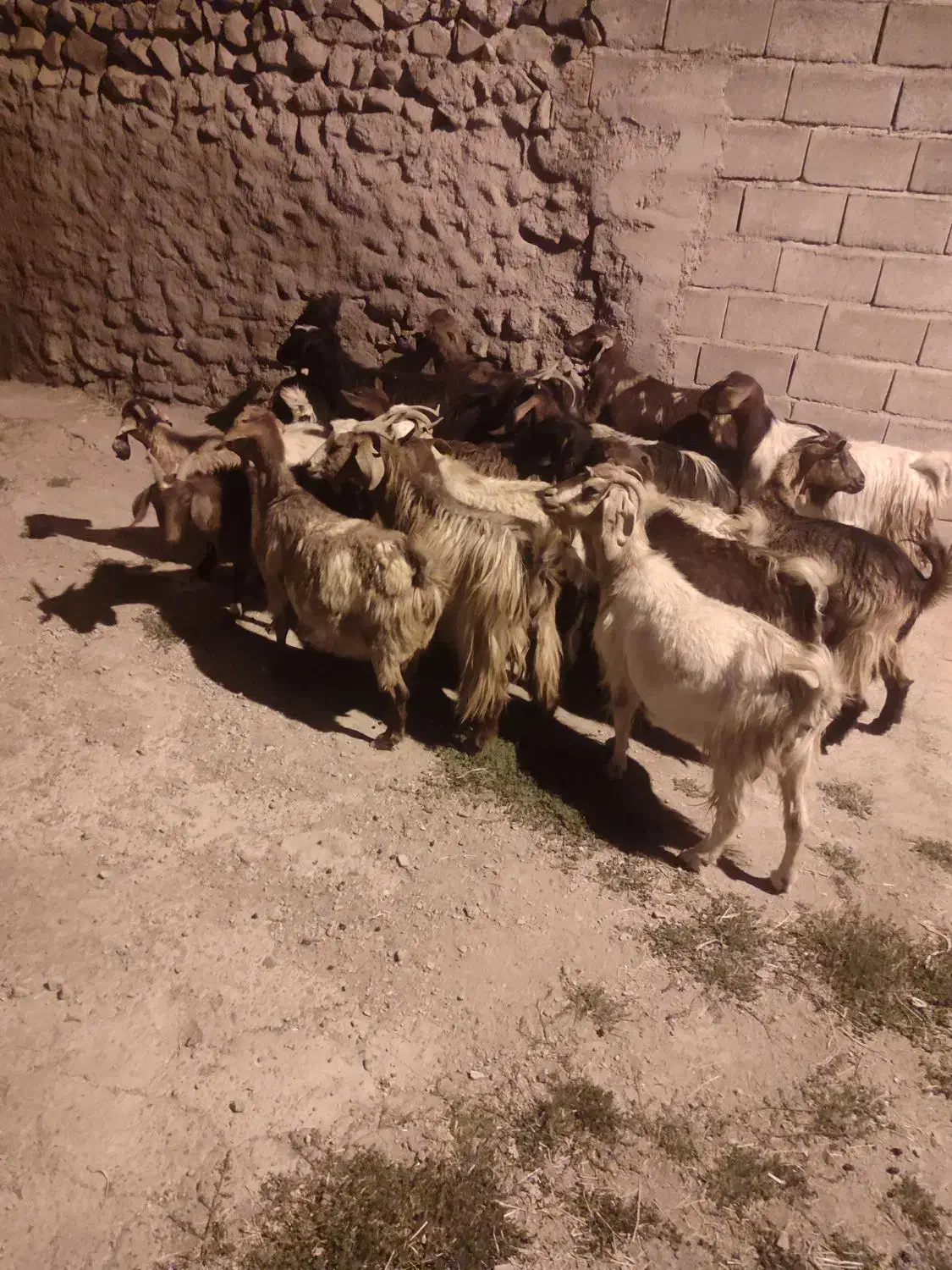 بز آبستن|حیوانات مزرعه|هریس, |دیوار