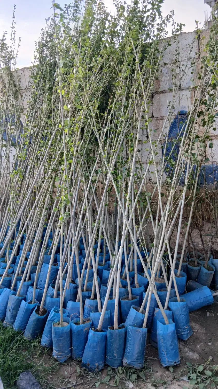 نهال فروشی یک سال تا پنج سال پیوندی|خدمات باغبانی و درختکاری|تهران, پاسداران|دیوار