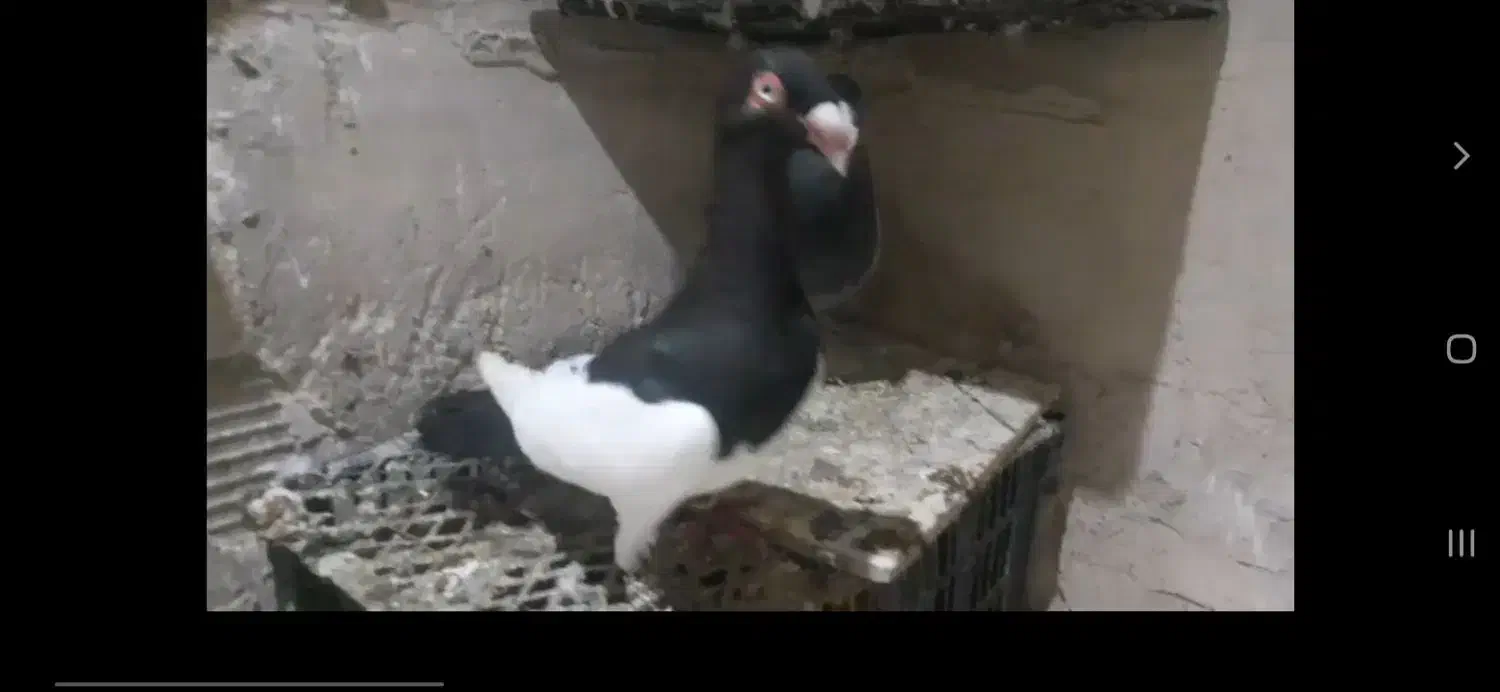 دنش|پرنده|مشهد, شهید معقول|دیوار