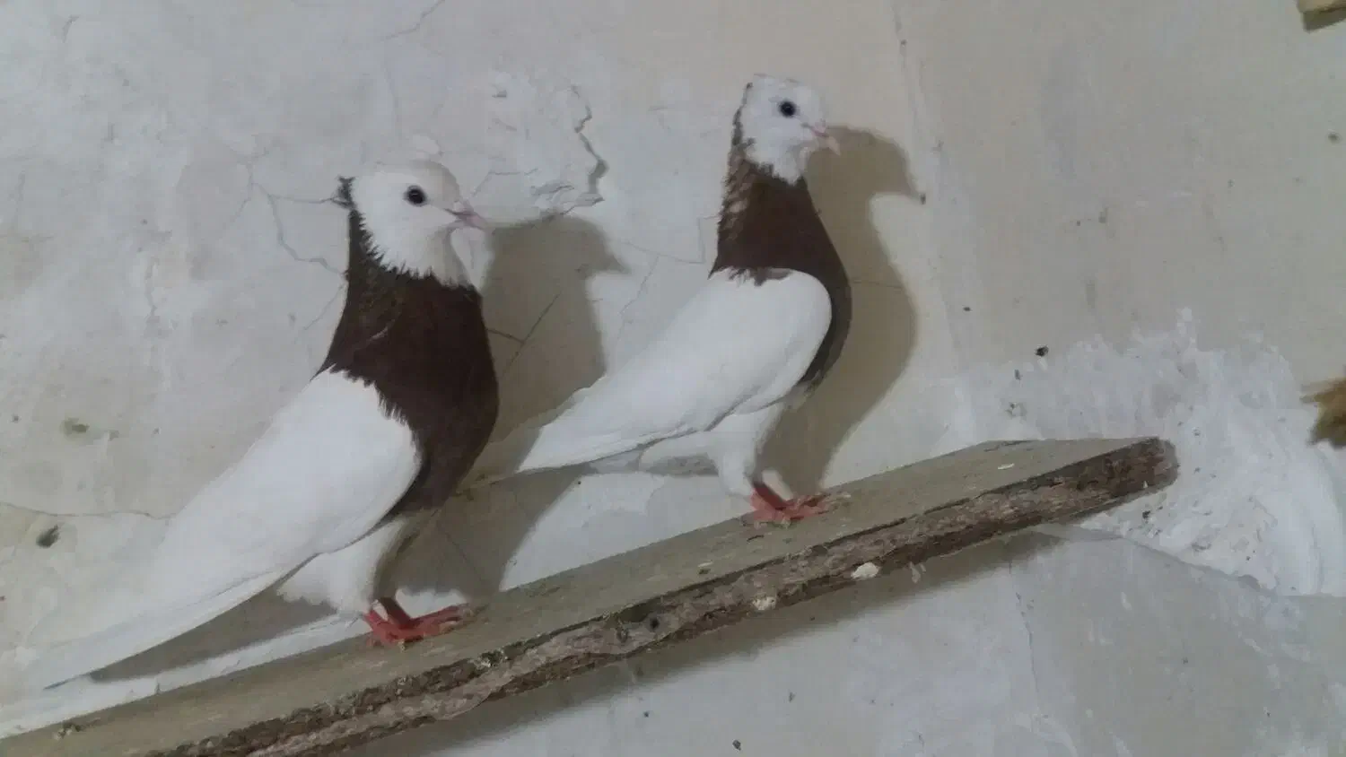 کفتر پرشی کلاغ طوقی سرخ سبز سینه کله سار جوجه|پرنده|مشهد, طبرسی شمالی|دیوار