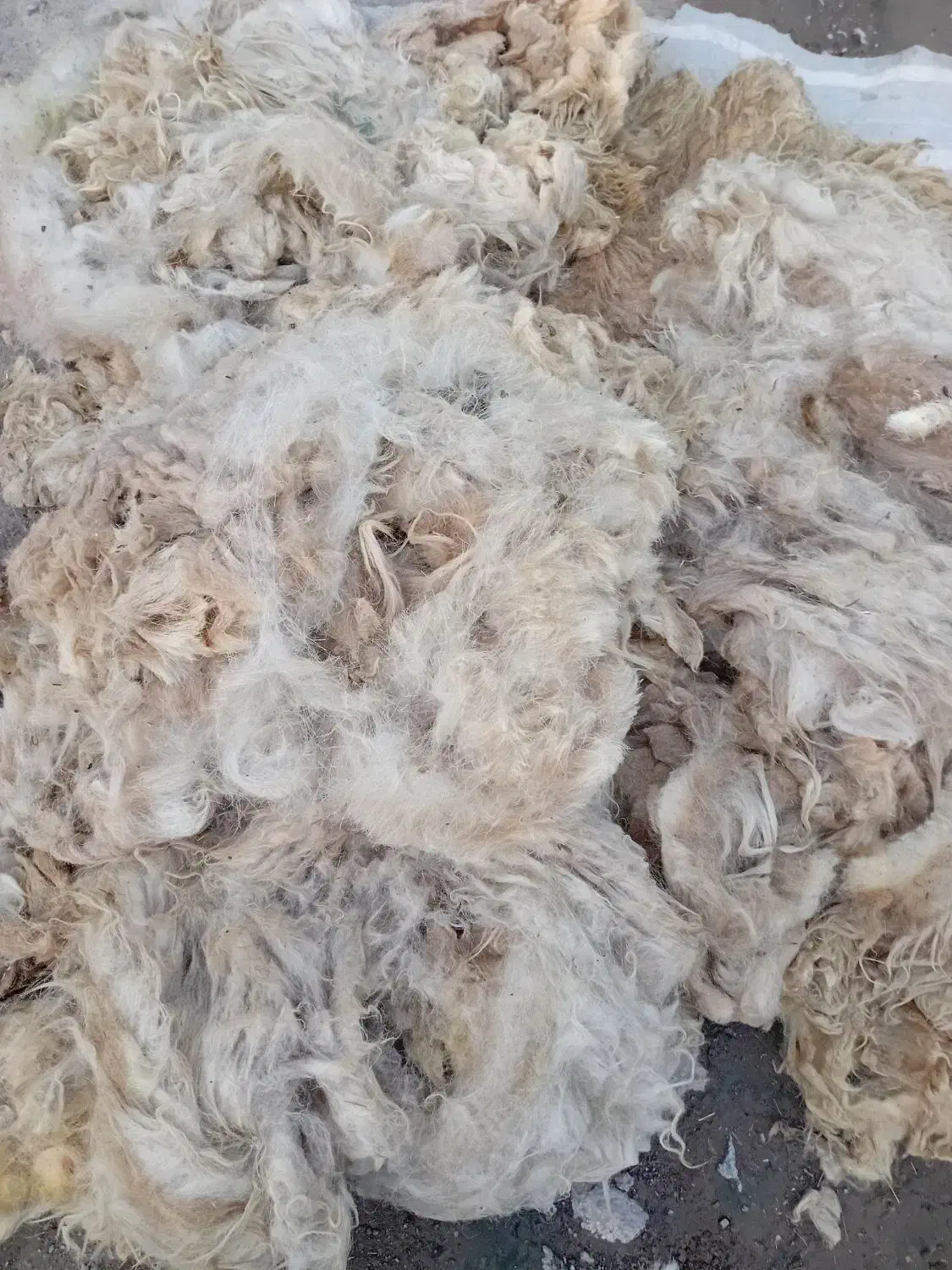 پشم گوسفند شسته نشده|رختخواب، بالش، پتو|مشگین شهر, |دیوار