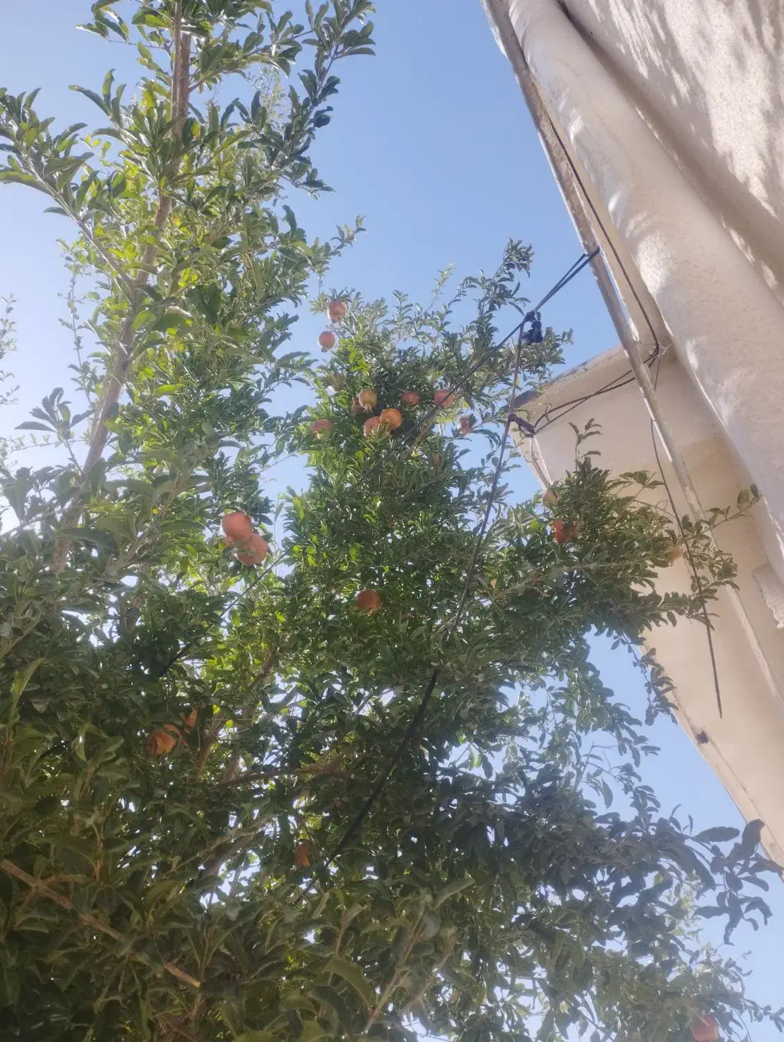 اجاره منزل مسکونی|اجارهٔ خانه و ویلا|چوار, |دیوار