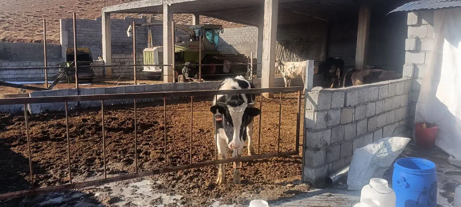 با سلام اجاره گاوداری شیری تازه ساخت|اجارهٔ خانه و ویلا|لاران, |دیوار