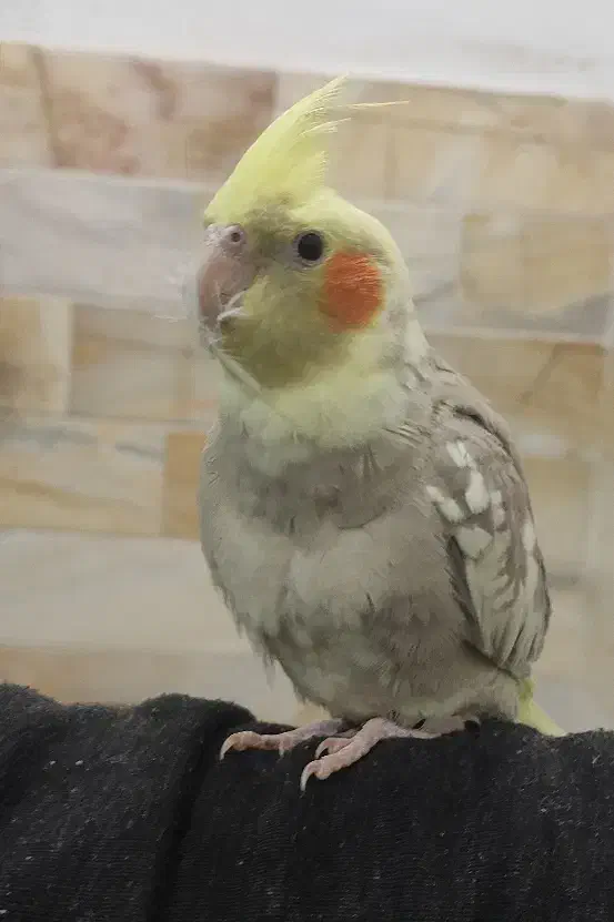 عروس هلندی|پرنده|اردکان, |دیوار