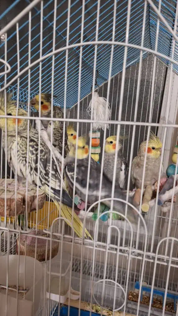 عروس هلندی|پرنده|اردبیل, |دیوار