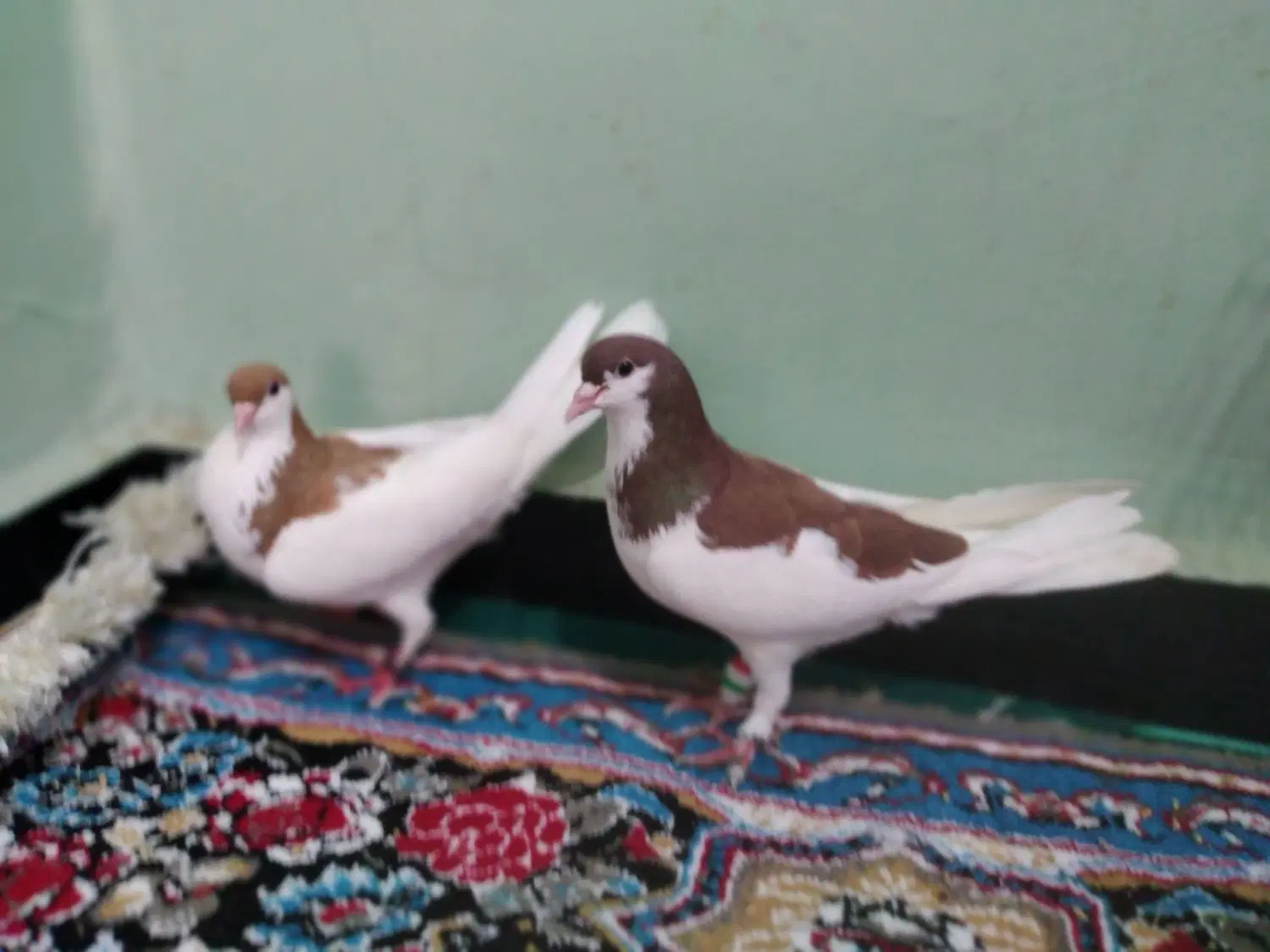 شهری|پرنده|جاسک, |دیوار