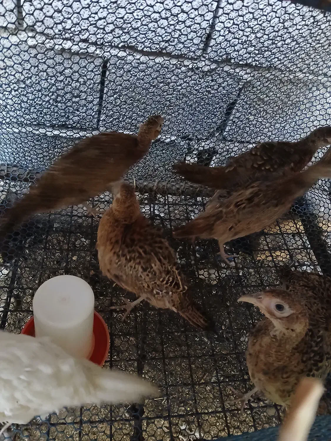 مرغ و خروس آمریکایی نیمچه تا بالغ|حیوانات مزرعه|رودسر, |دیوار