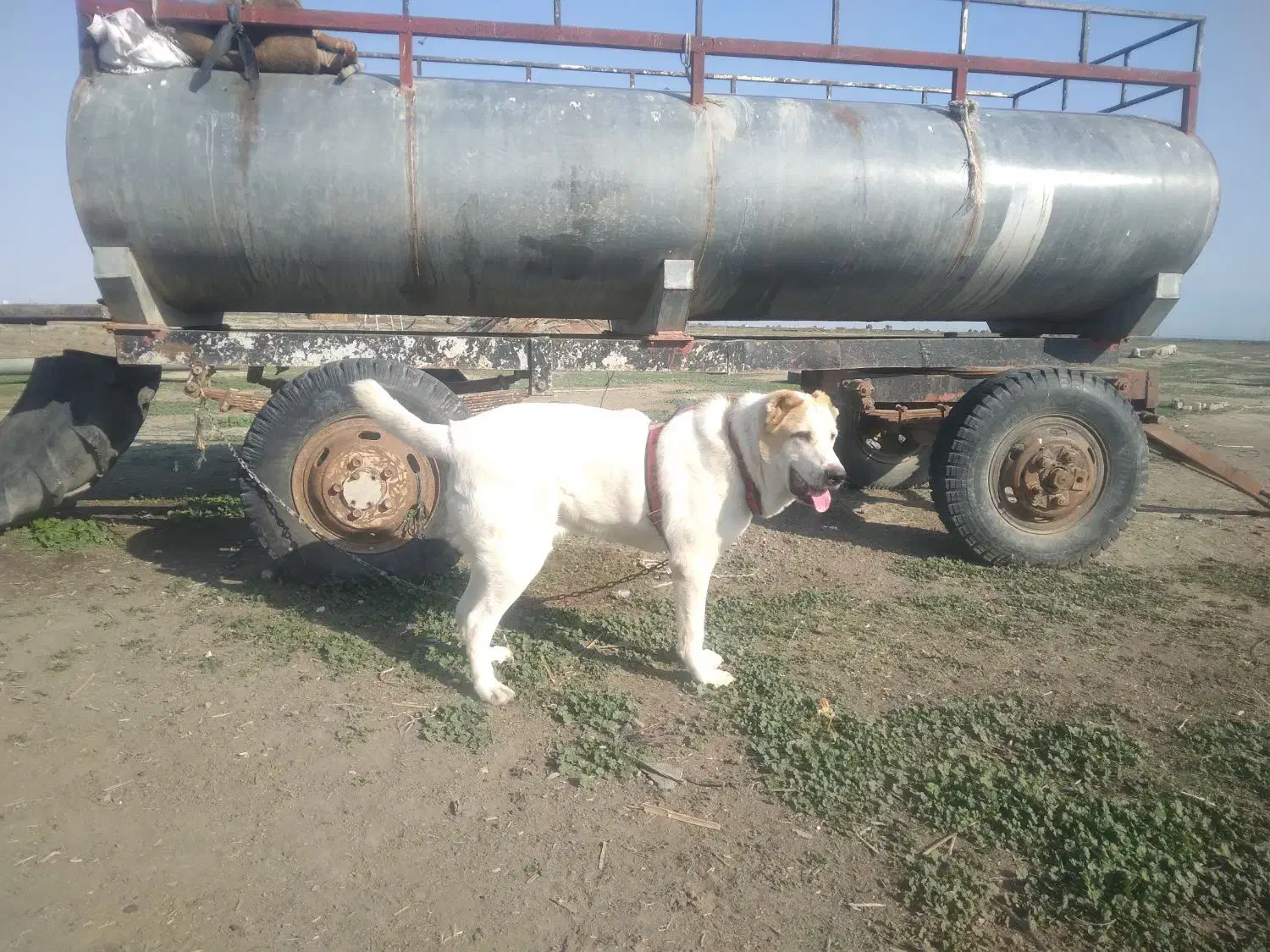 یک قلاده سگ الابای نر|سگ|گرگان, |دیوار