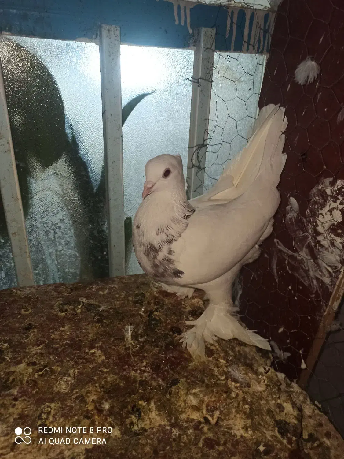 طوقی|پرنده|بردسکن, |دیوار