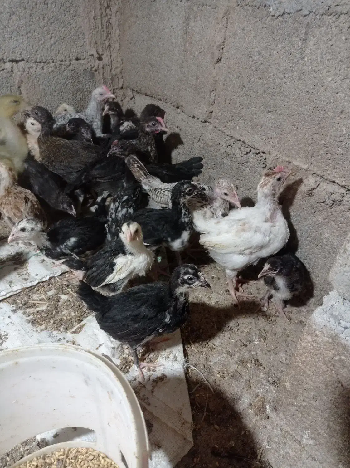 جوجه یا نیمچه مرغ و خروس محلی و گلین.|حیوانات مزرعه|شوش, |دیوار