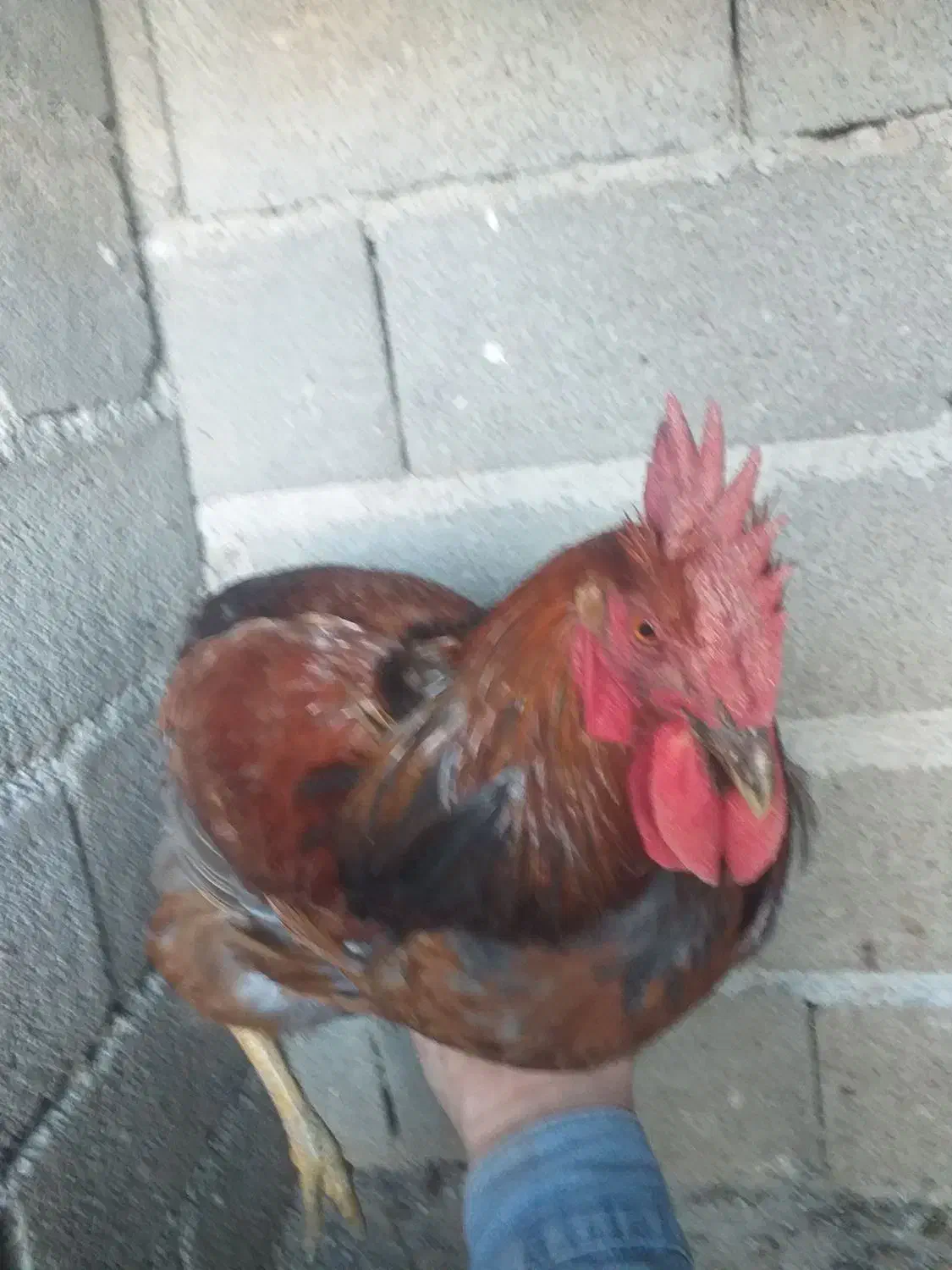 خروس|حیوانات مزرعه|نسیم‌شهر, |دیوار