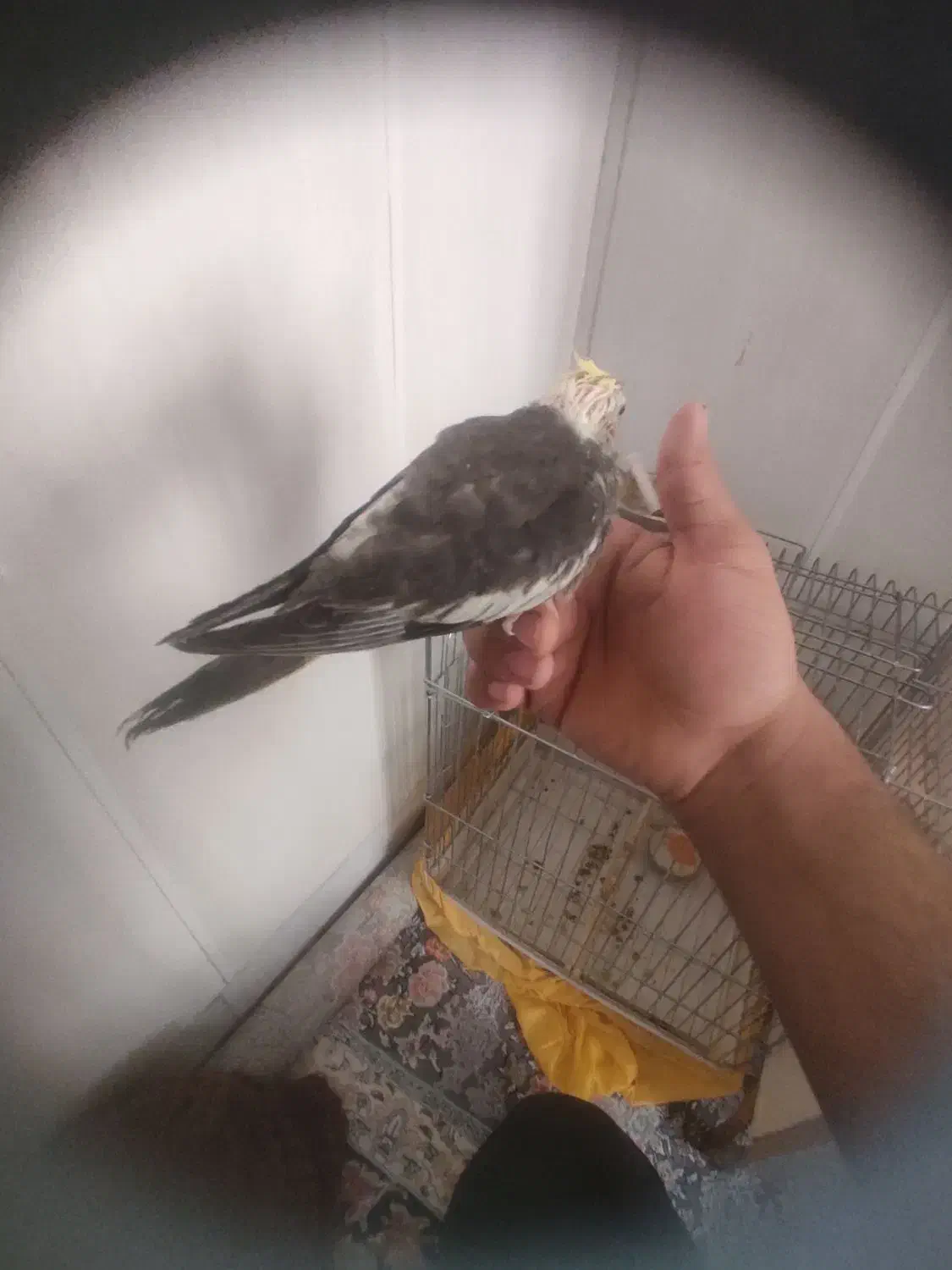 عروس هلندی نرم خور|پرنده|اردکان, |دیوار