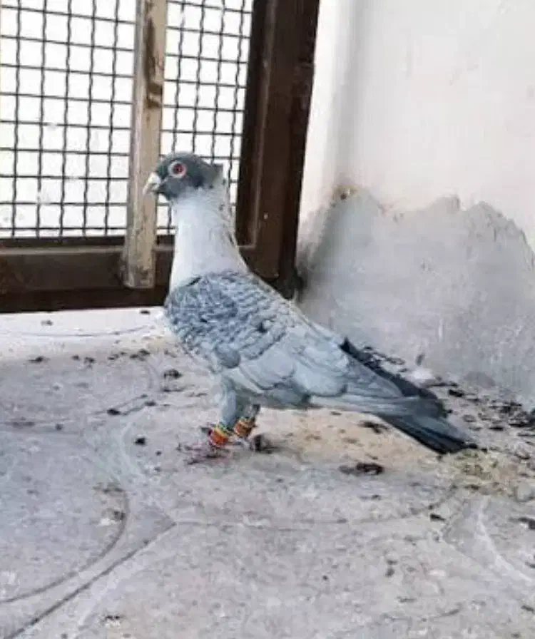 موشی|حیوانات|لنجان, |دیوار